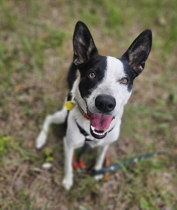 Najgorzej znosi schronisko. Biedny psiaczek tak się wtula...
