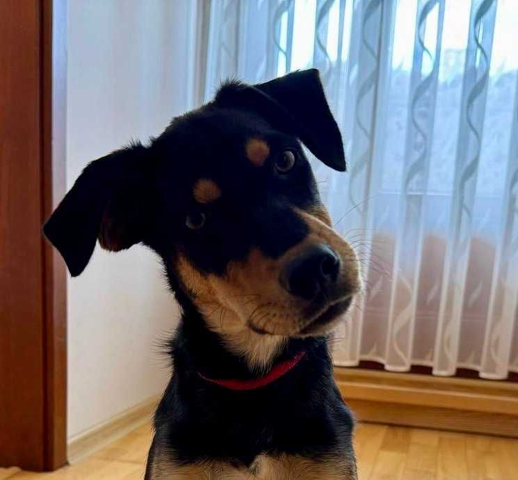 KATIA 10 mies. urocza sunia do adopcji