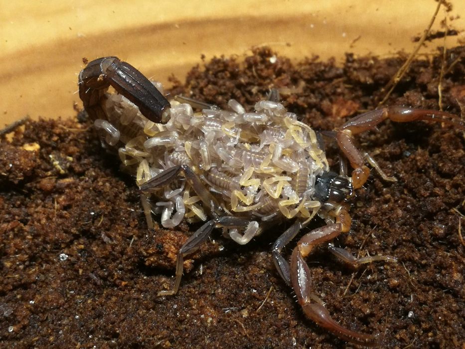 Janalychas (ex.Lychas) tricarinatus L4 samice skorpion ptasznik
