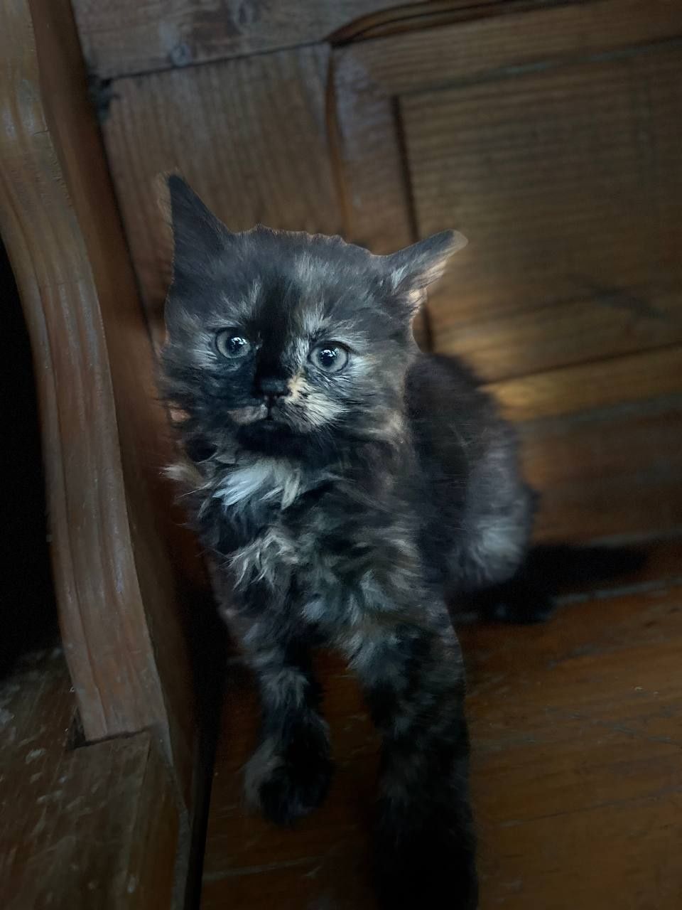 Лісові котики в добрі руки.