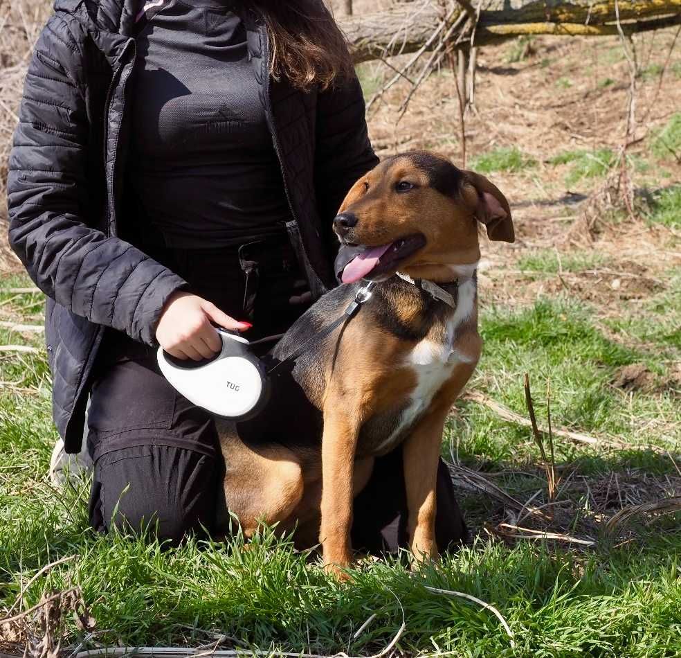 ORI 10 mies. piękny pies uratowany w Bułgarii