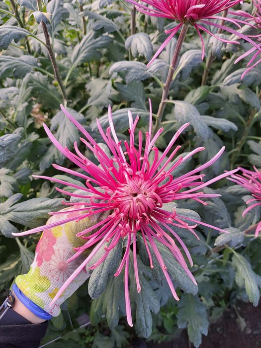 Chryzantemy cięte cremist