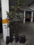 Alfarrobeiras 1,50m a 1,80m