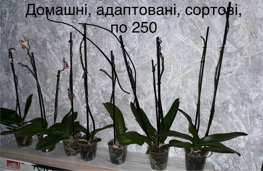 Орхідея домашня, сортова відцвіташка