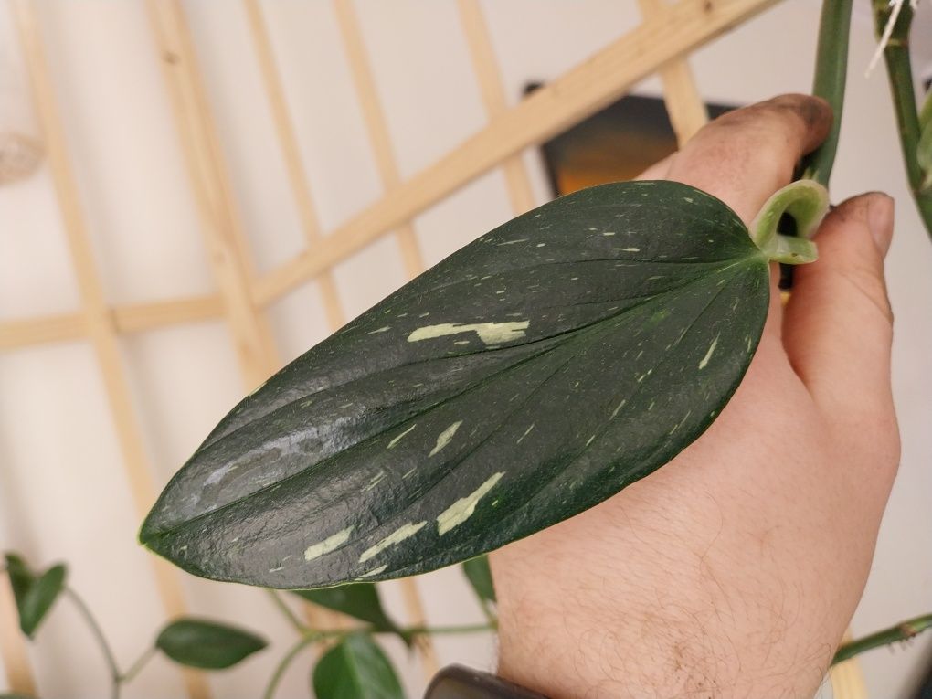 Monstera stadleyana/philodendron Cobra Yellow