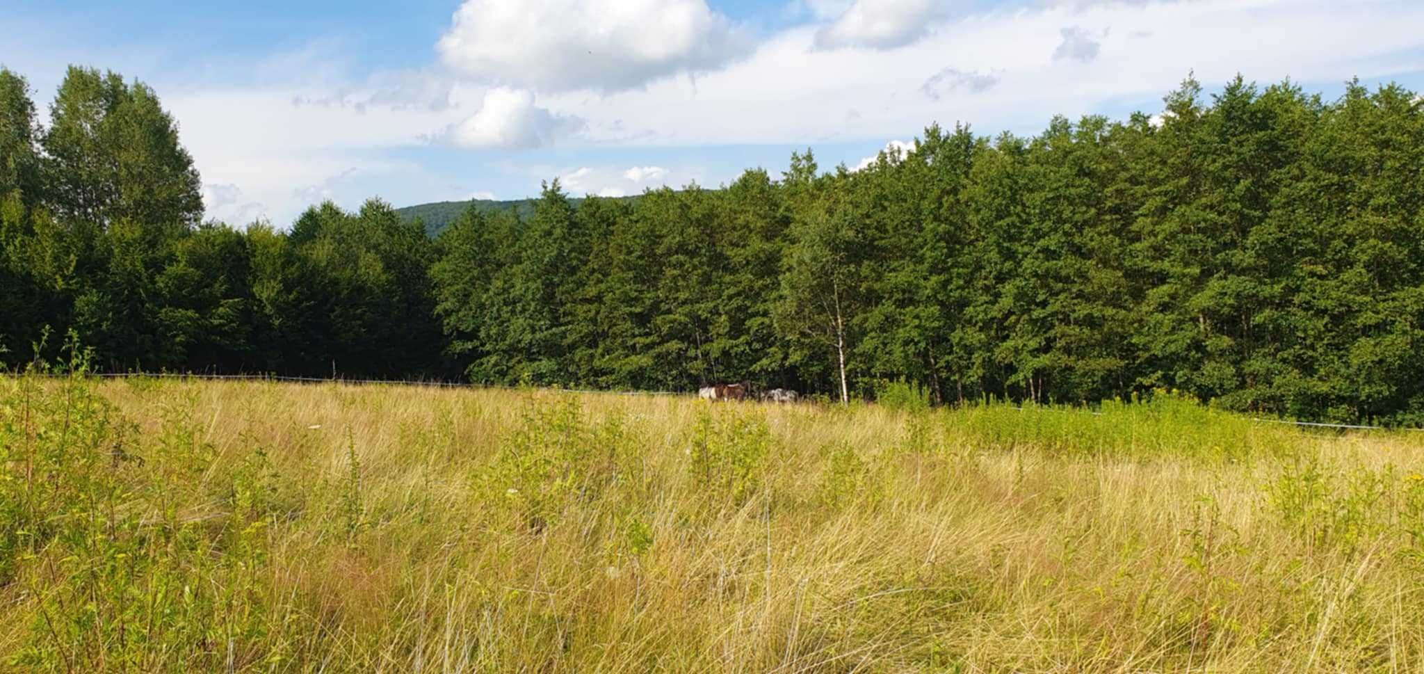 Przydomowy pensjonat dla koni – wolnowybiegowy – niska cena!