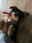 Suczka Megi do adopcji