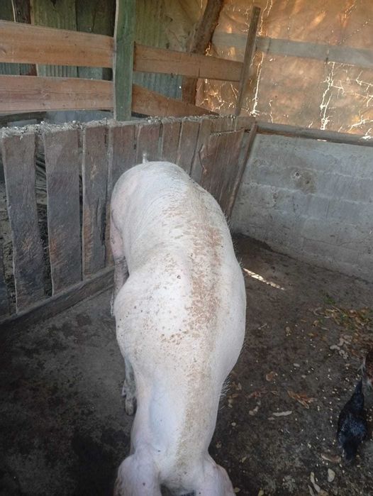 Exelente porca pietrain