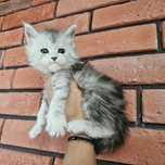Koteczka Maine coon rodowód fpl do hodowli . Hodowlana