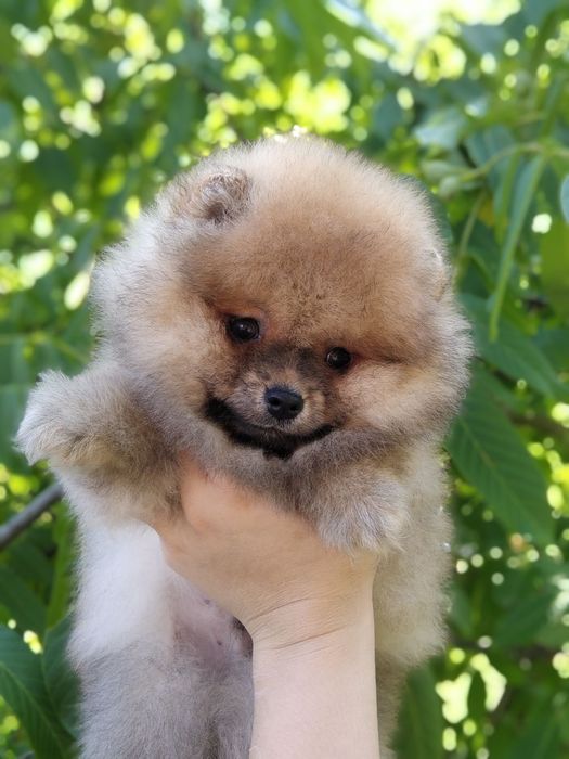 Хлопчик шпіц мішка