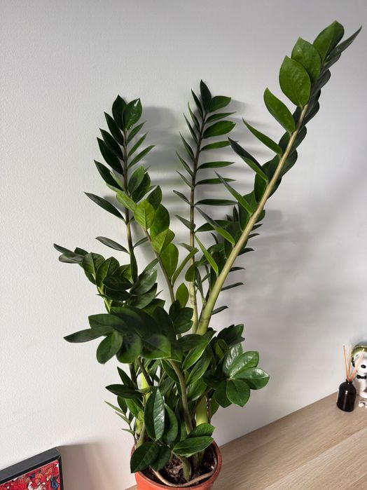 Zamioculca grande e saudável zz plant zamioculcas