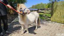 Pyrka - 85cm kucyk do adopcji za darmo