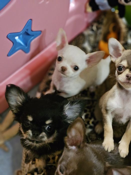 Chihuahua fci,  bialy krótkowłosy piesek Bubu