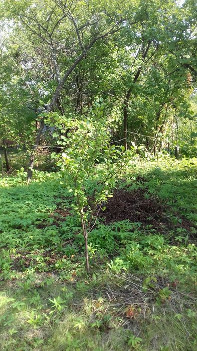 Продам дачу Сади Мичурина