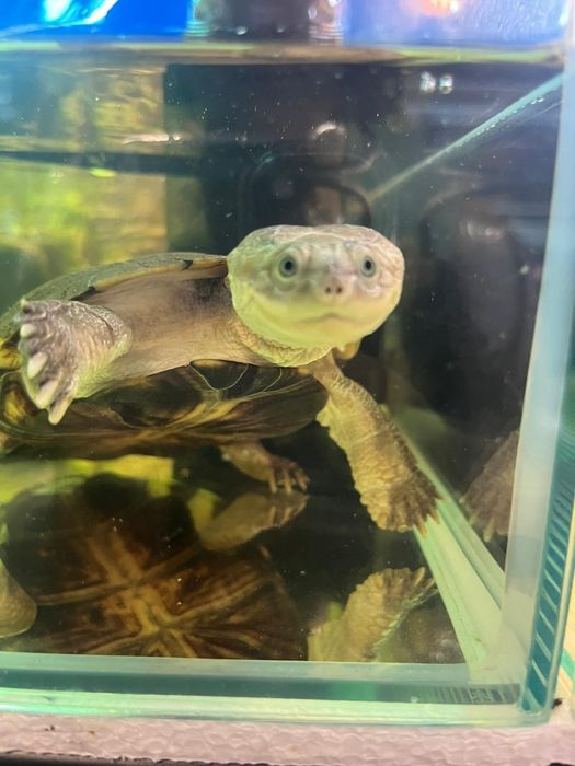 Zolw  wodnoladowy Pelomedusa subrufa