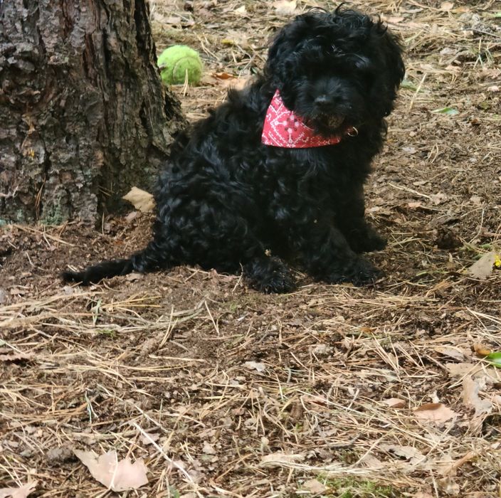 GRACJA - Cavapoo