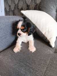 Cavalier King Charles Spaniel piesek