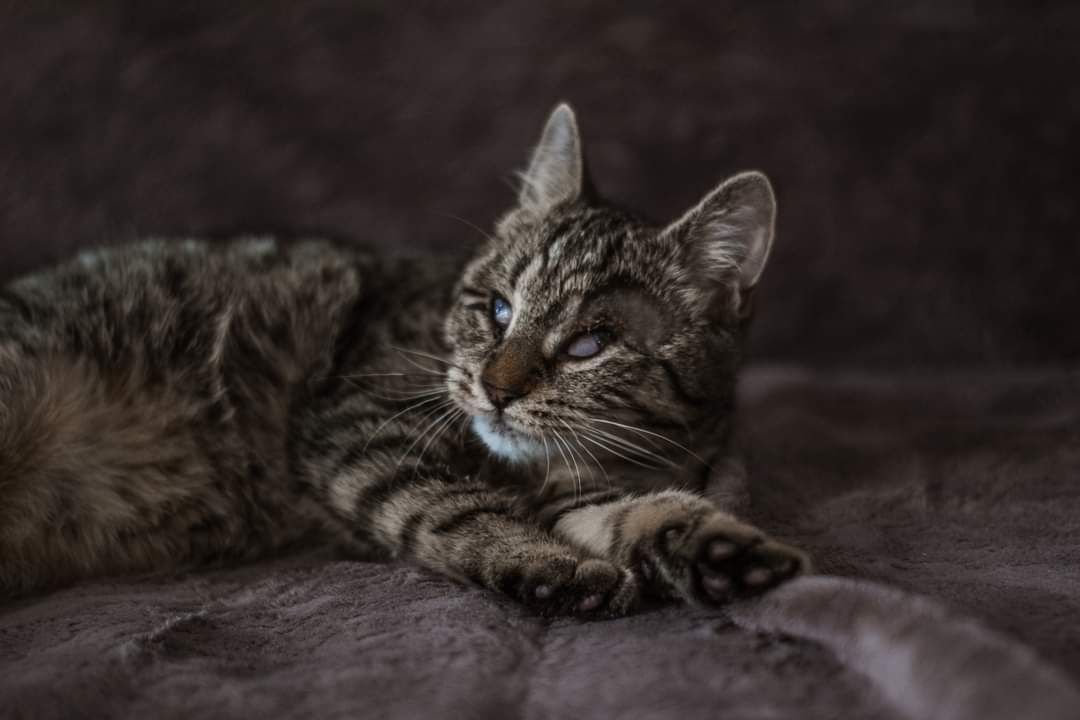 Niewidoma Jadis szuka domu bury kotek adopcja adoptuj kot ślepaczek