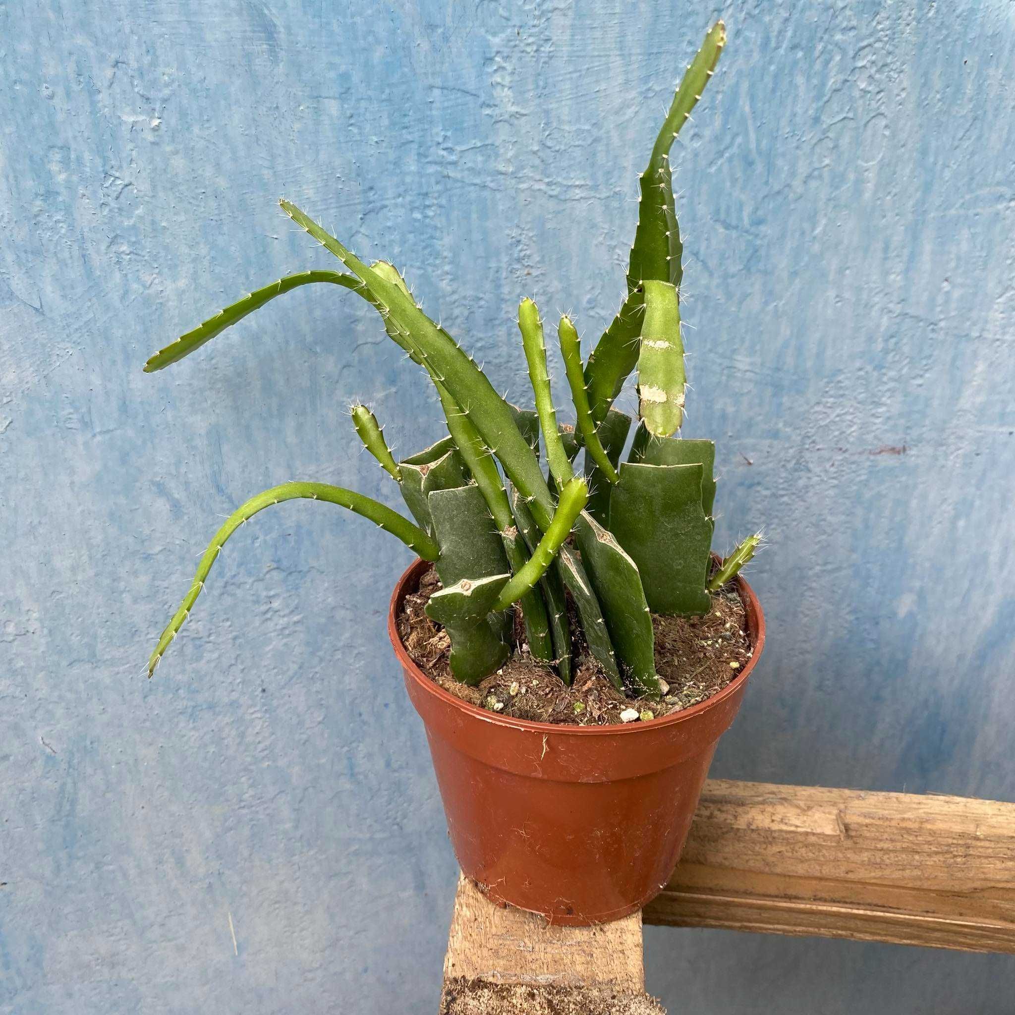 Rhipsalis Red Tip