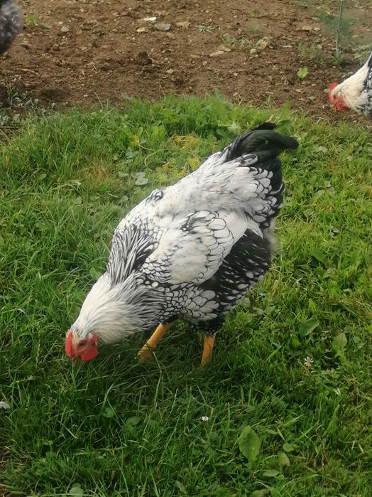 Kogut typu Wyandotte