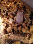 Kaczki pekin dworka staropolskie