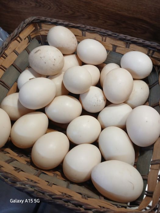Ovos de pata para venda