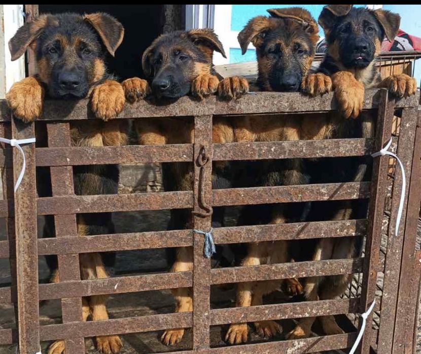 Продам щенків німецької вівчарки