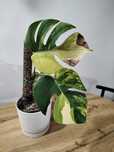 Monstera marmorata