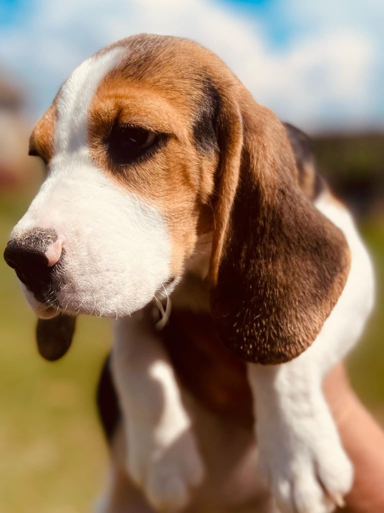 Beagle z legalnej hodowli