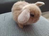 Mini lop kroliki! Metryka! Szczepienia! Królik miniaturka baranek karz