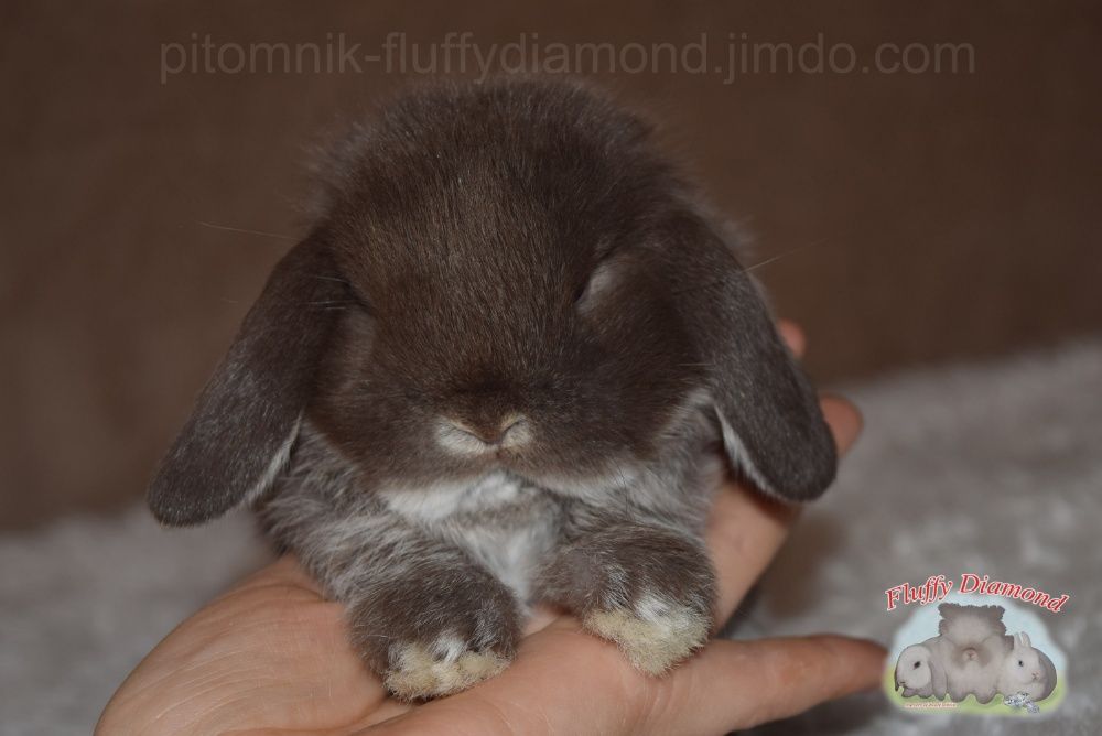 Кролик Карликовий з розплідника. Висловухі та з короткими вухами.