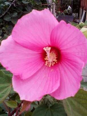 продаю травянистые  гибискусы