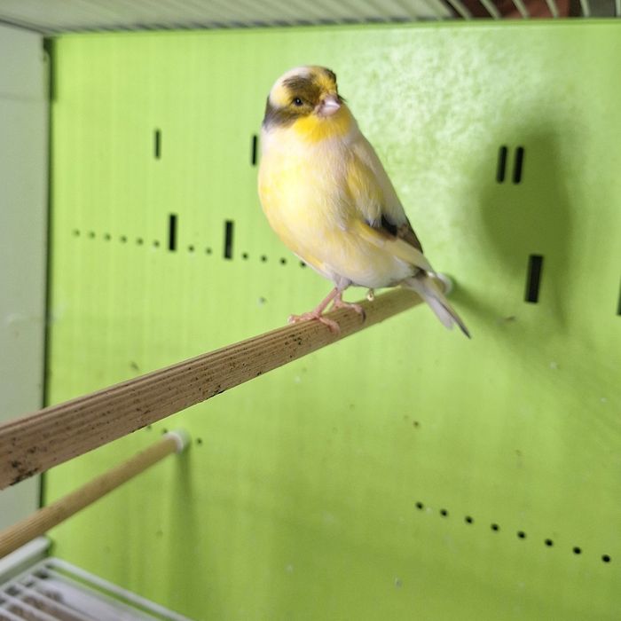 Kanarki gloster żółte