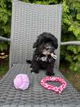 Maltipoo- ostatnia suczka gotowa do odbioru