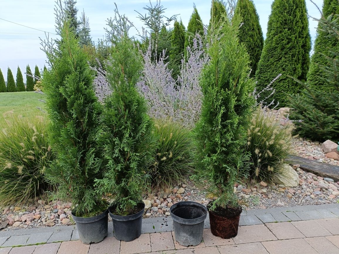Thuja tuja Szmaragd w doniczce 3 litry 110cm wys 100% przyjęcia