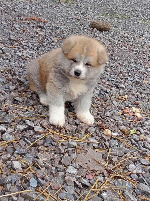 Piesek czerwony Akita Inu