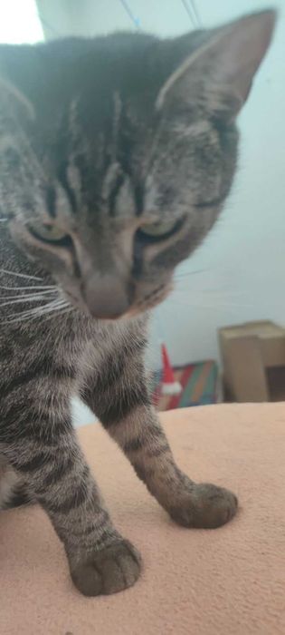 Znalezione Koty szukają domu  !