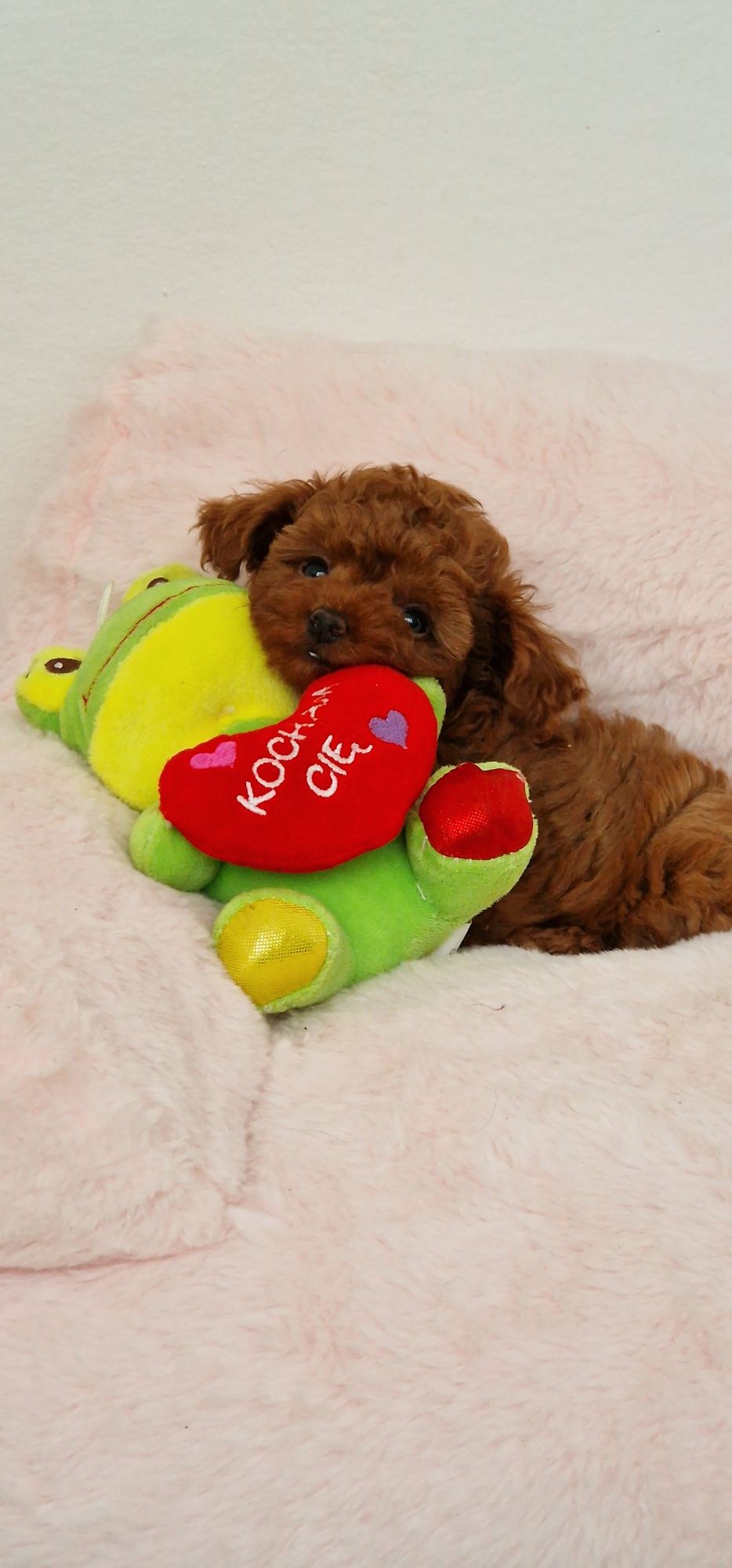 Pudel toy,  red-brown,  suczka