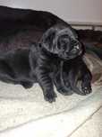 Labrador Retriever FCI
