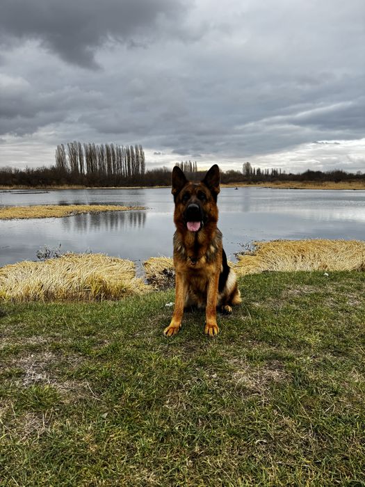 Німецька вівчарка цуценята бронь