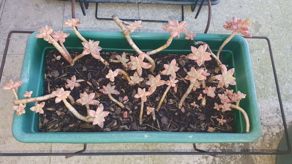 Vendo floreira com suculenta ofereço expositor e prato de fundo.