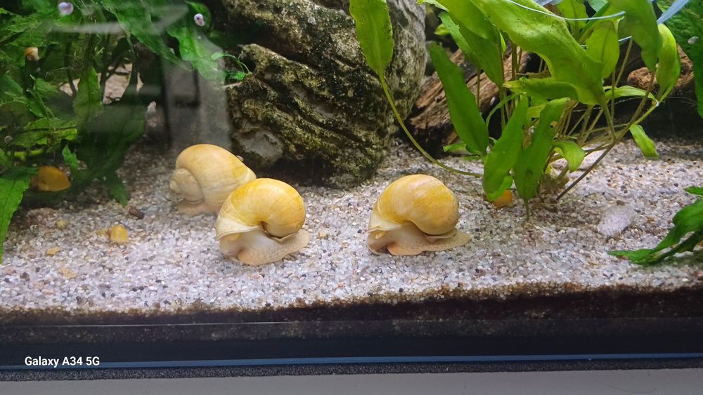 Slimaki  do akwarium 4-5 cm