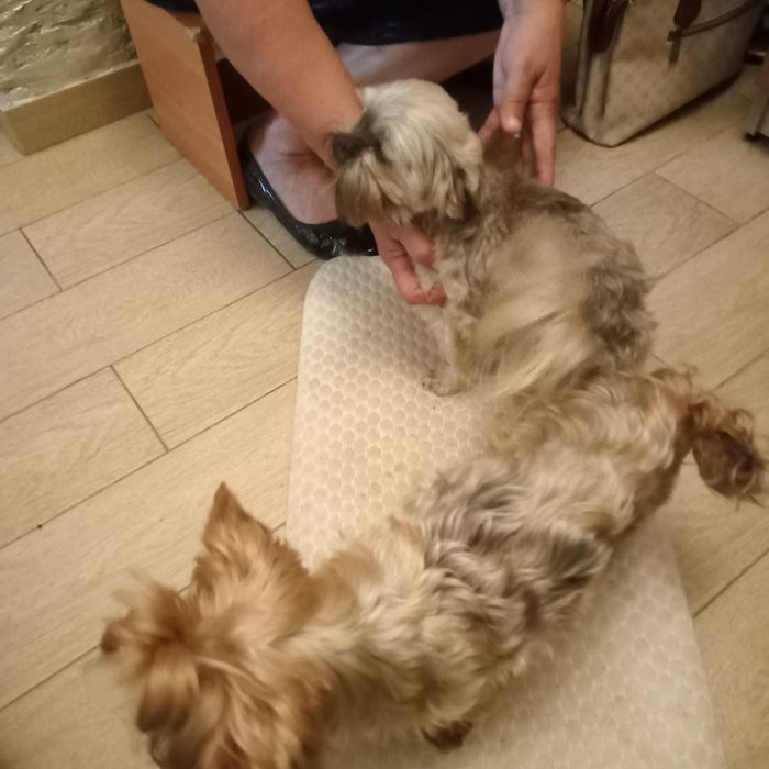 В'язка міні Йорка.