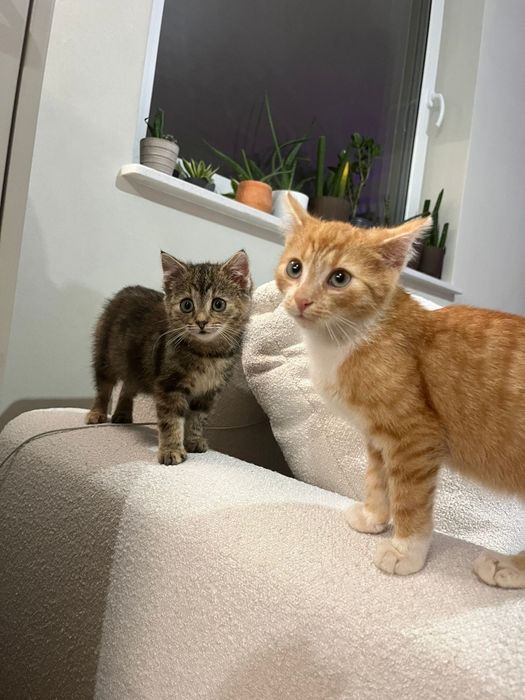 Franio i Jadzia około trzech miesięcy