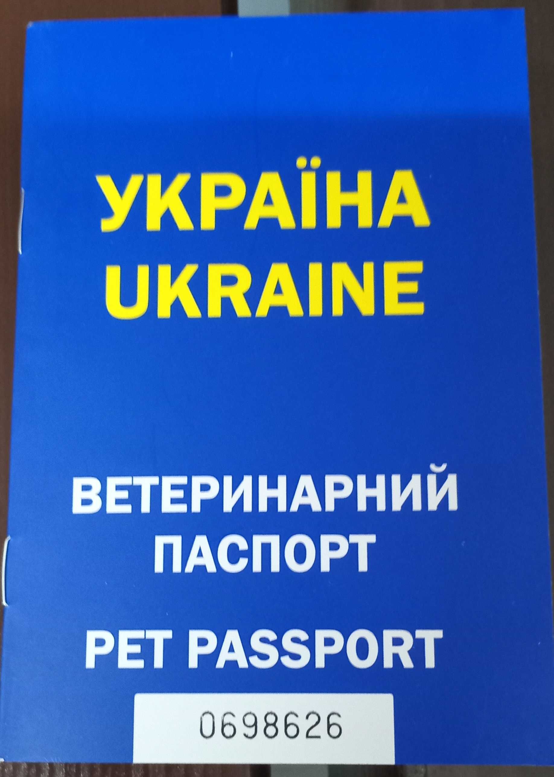 Киця шукає любячу родину