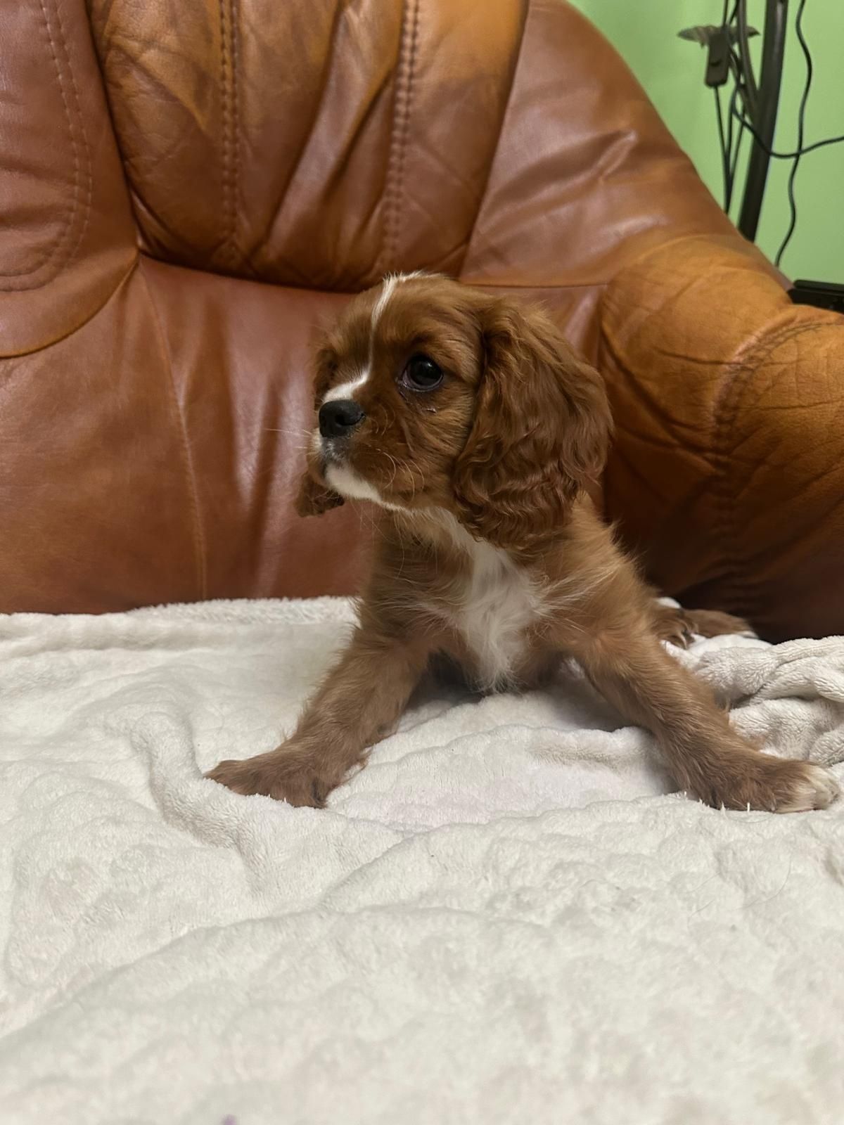 Cavalier King Charles Spaniel