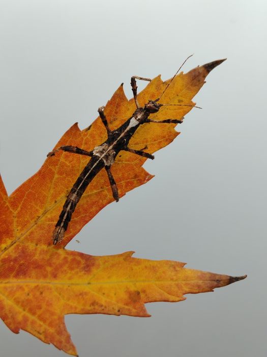 2x zestaw pokarmu dla patyczaków