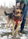 Szafir w typie owczarka do adopcji!