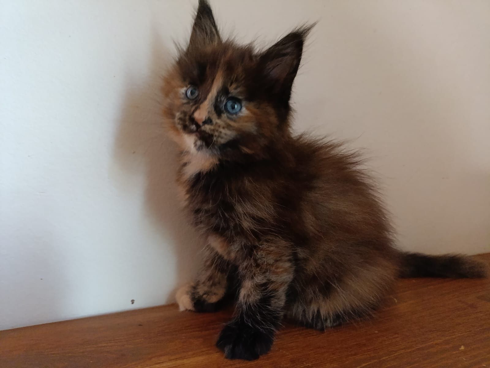 Przeurocza koteczka Maine Coon