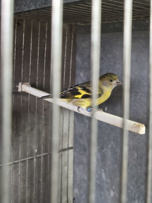 Fêmea magelanica, e xantogastra...